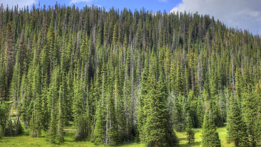 Wonderful Pine Green Forest