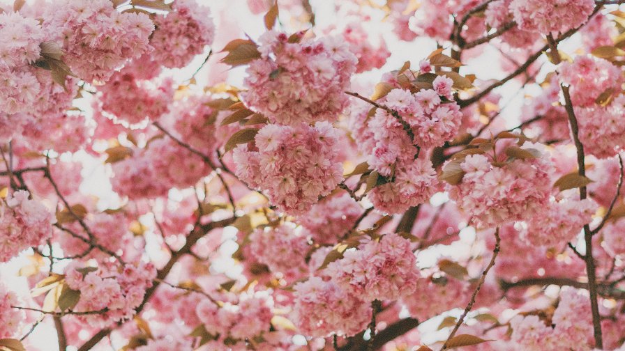 Wonderful Pink Flowers on Branches