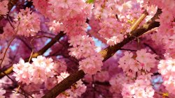 Wonderful Pink Flowers on Trees