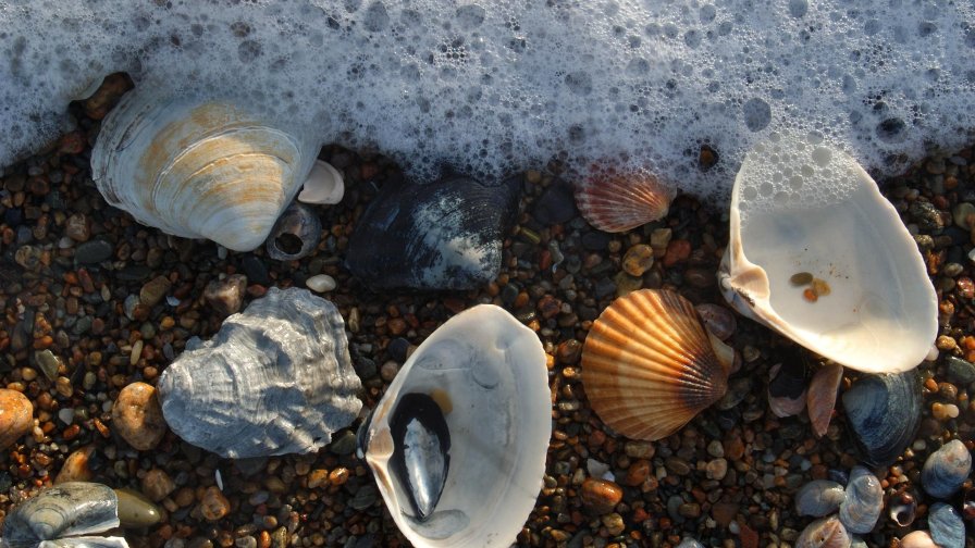 Wonderful Sea Scallops on the Beach