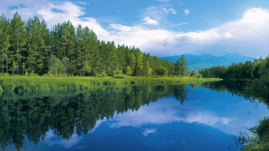 Wonderful Summer River and Green Forest