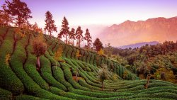 Wonderful Tea Field in Taiwan