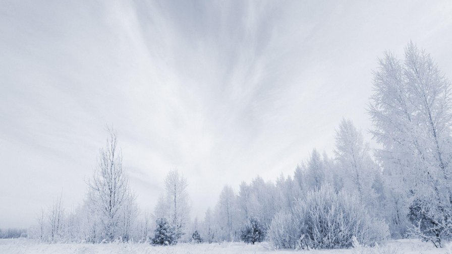 Wonderful Winter Forest and Frosty Trees