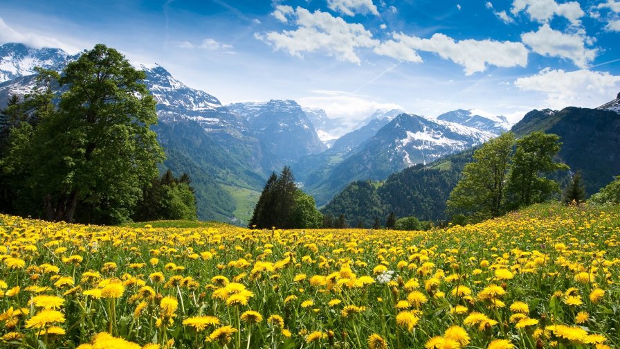 Wonderful Yellow Dandelion Field in Mountain Valley