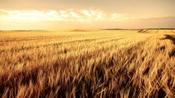 Wonderful Yellow Wheat in Field