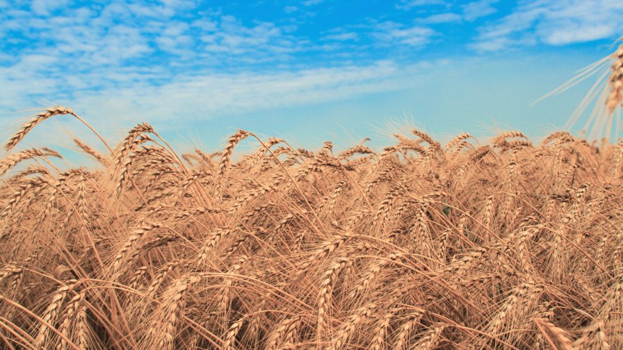 Yellow Wheat