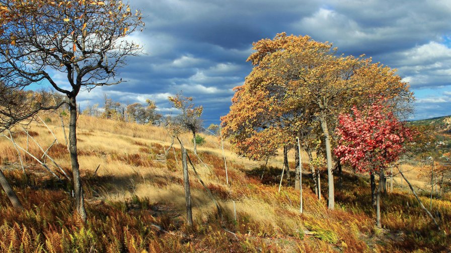 Yellow Autumn Meadow and Trees