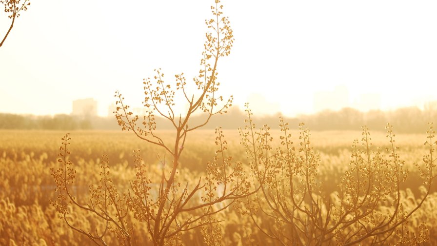 Yellow Field