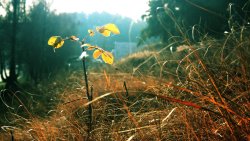 Yellow Field in the Forest