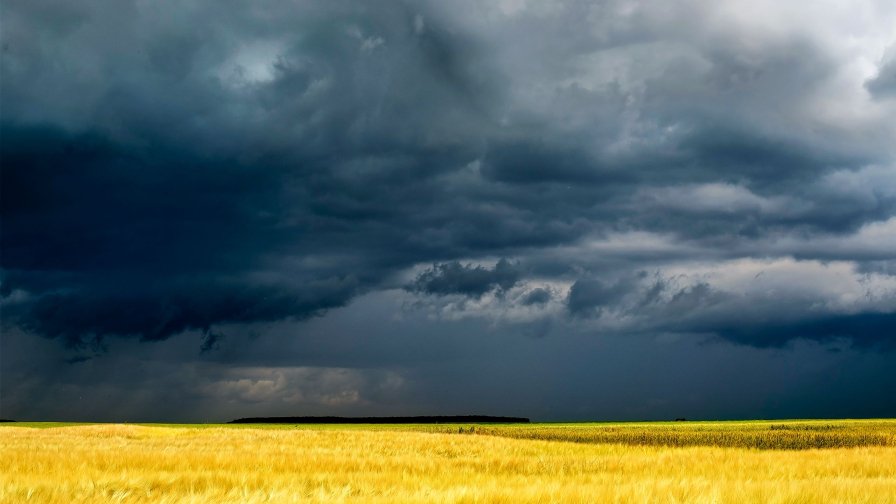 Yellow Field with Wheat and Beautiful Sky