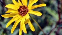 Yellow Flower Macro Photo