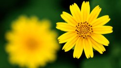 Yellow Flower Sharp Focus Macro