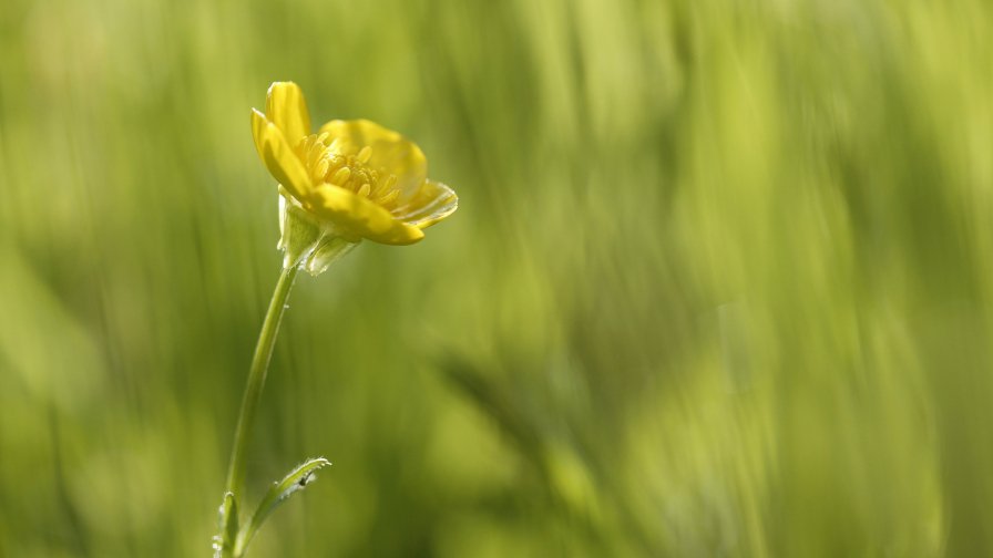 Yellow Flower on Green Field