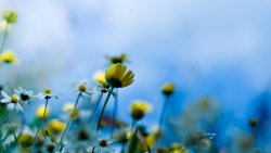 Yellow Flowers Macro