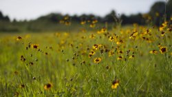 Yellow Flowers on the Green Meadow