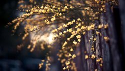 Yellow Flowers on the Tree