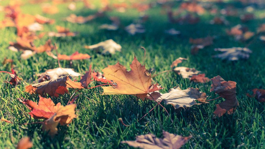 Yellow Foliage on the Green Grass Autumn