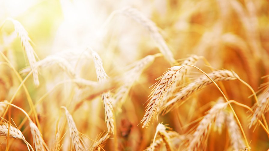 Yellow Golden Wheat