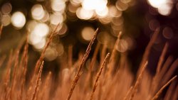 Yellow Grass in the Field