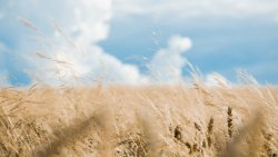 Yellow Grass in the Field