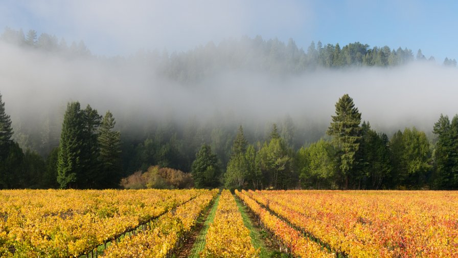 Yellow Grassland and Green Forest