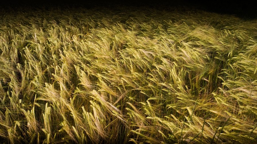 Yellow Green Wheat