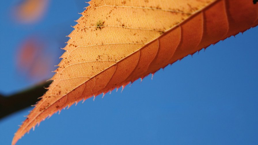 Yellow Leaf Macro