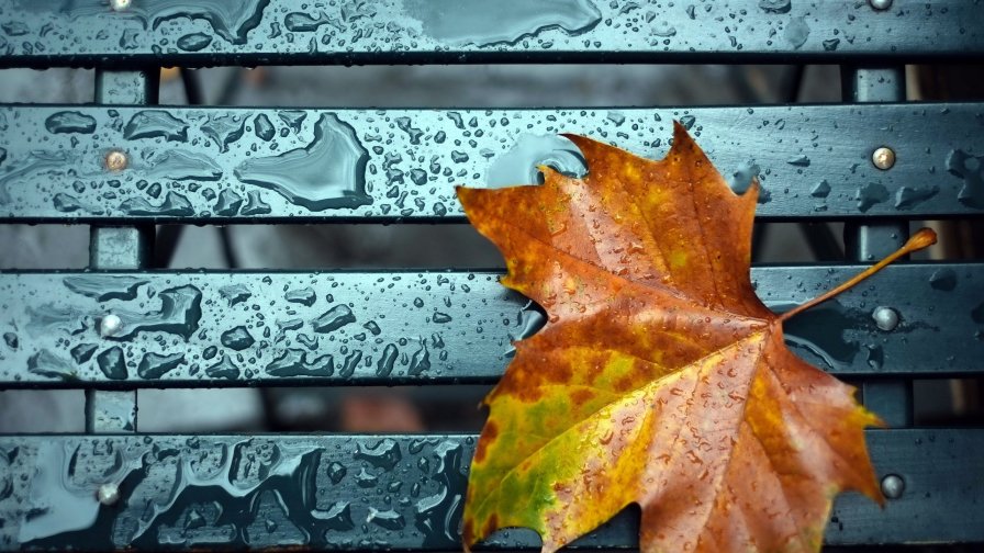 Yellow Leaf in the Garden