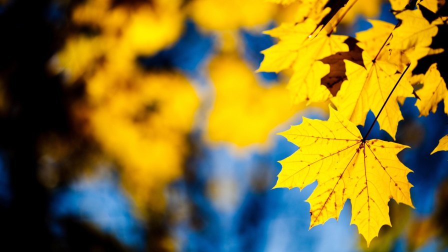 Yellow Leaves Golden Autumn Landscape