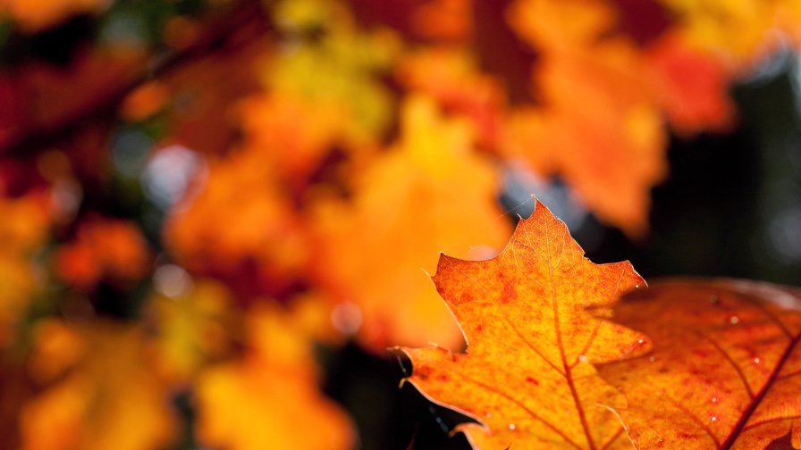 Yellow Leaves in the Forest