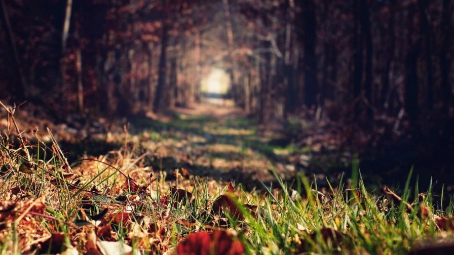 Yellow Leaves on Green Grass and Sunlight