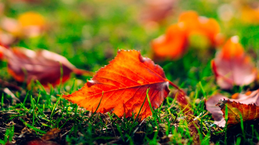 Yellow Leaves on the Green Grass