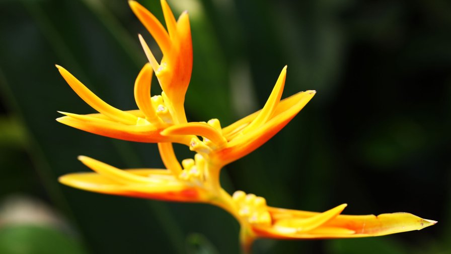 Yellow Nature Flower Close Up