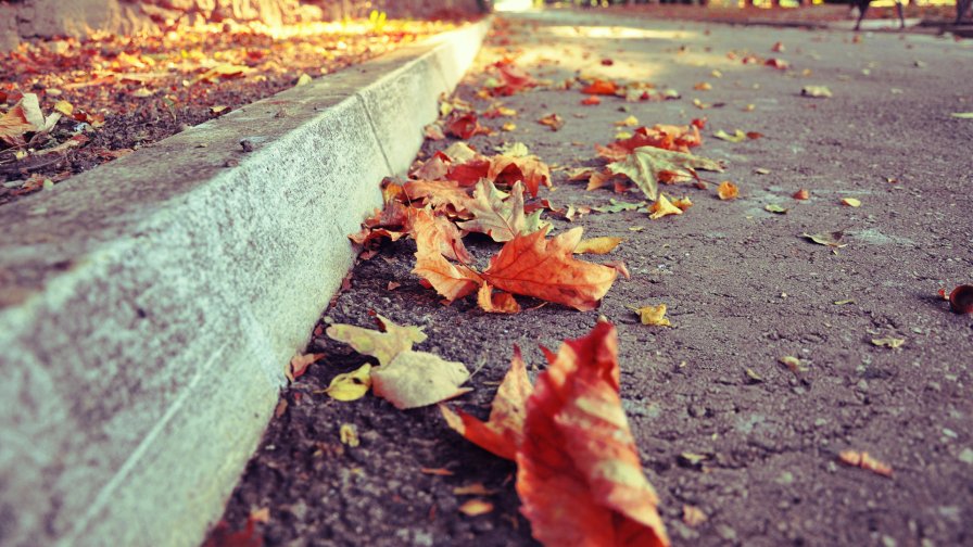 Yellow Old Leaves on the Road