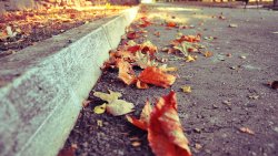 Yellow Old Leaves on the Road