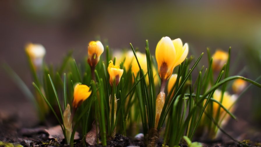 Yellow Snowdrops