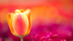 Yellow Tulip Close Up