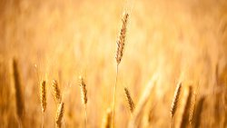 Yellow Wheat Macro Photo