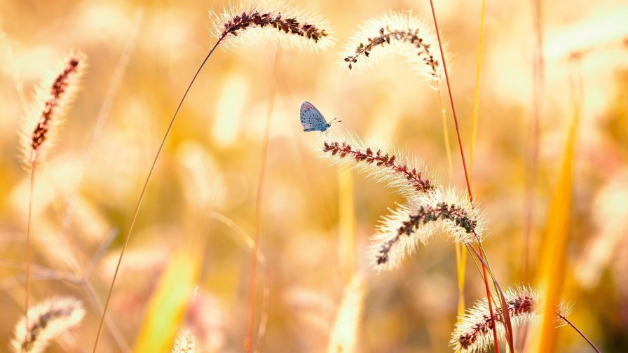 Yellow Wheat and Butterfly Macro