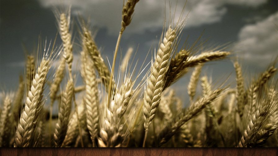 Yellow Wheat in Field