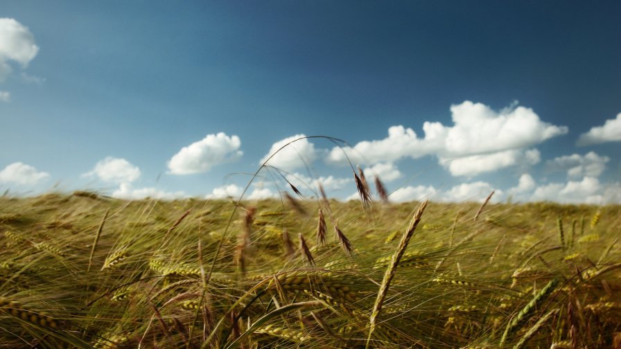 Yellow Wheat in the Field