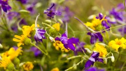 Yellow and Purple Flowers in the Garden