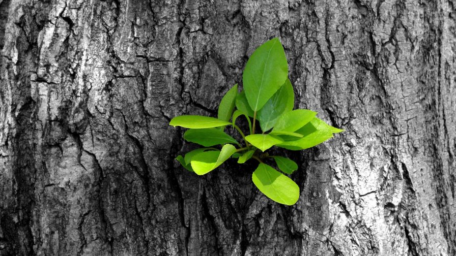 Young Sprout on the Bark of a Tree