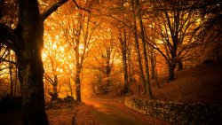 Autumn Forest and Wonderful Sunlight