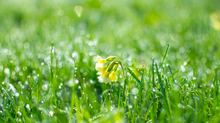 Beautiful Green Grass and Water Drops