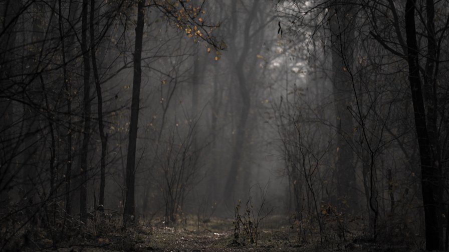 Beautiful Old Foggy Forest