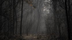 Beautiful Old Foggy Forest