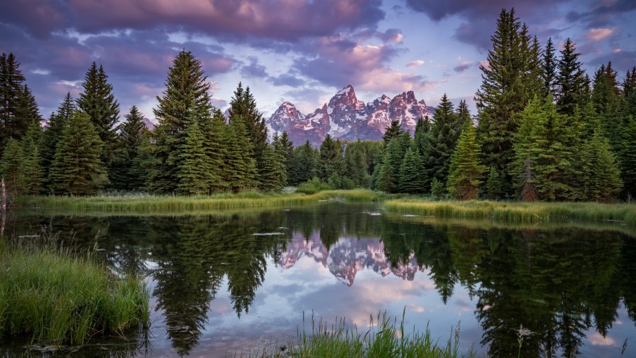 Big Green Spruce Forest and Lake