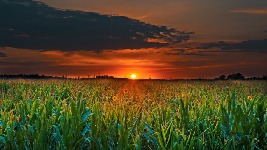 Corn Field and Sunset