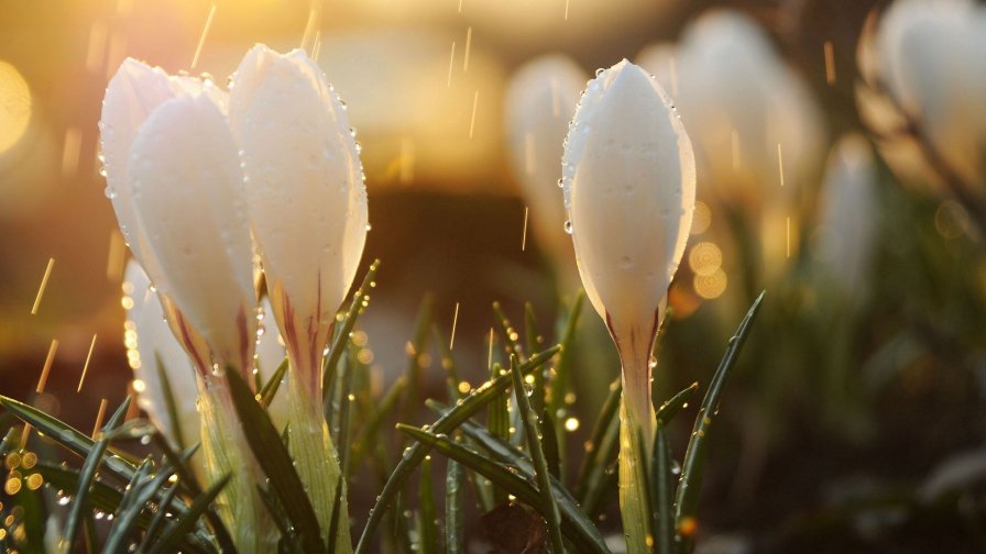 Crocuses and Dew Drops